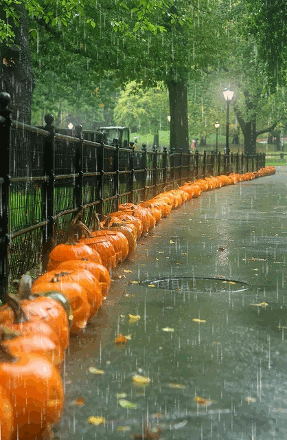 Autumn Rainy Day Pumpkins on the Street