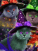 Cats in a Witch Hats