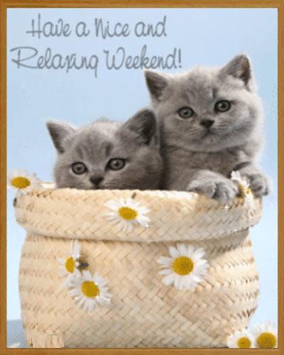 Have A Nice and Relaxing Weekend! -- Cute Kittens