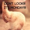 Don't Look! It's Monday!