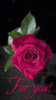 For You -- Rose