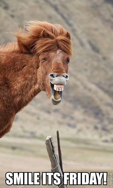 Smile It's Friday! -- Horse