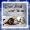 Good Night Sweet Dreams -- Cute Cat Family