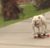 Bulldog skateboarding dog 
