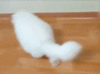 Funny White Cat