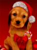 Merry Christmas -- Puppy