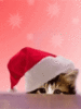 Merry Christmas -- Cute Kitten