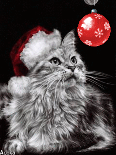 Merry Christmas -- Santa Cat