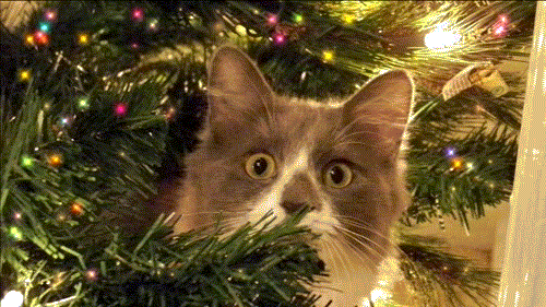 Merry Christmas -- Cat