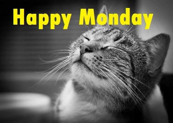 Happy Monday Cat Monday