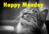 Happy Monday -- Cat