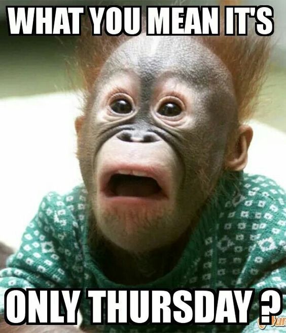 What you mean it's only Thursday??? -- Funny Monkey
