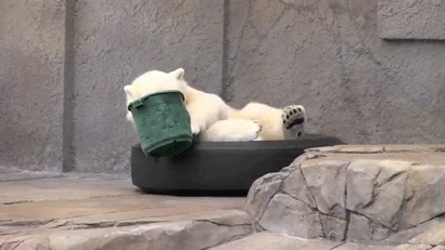 Funny Polar Bear