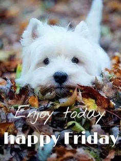 Enjoy Today Happy Friday -- Cute Puppy