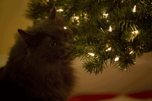 LOL Cat: Christmas tree