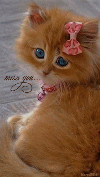 Miss you... -- Cute Kitten