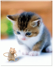 Kitten and Funny Mouse