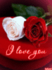 I Love You -- Roses