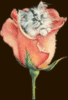 Cat in Flower