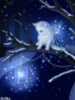 Kitten Night Fairy