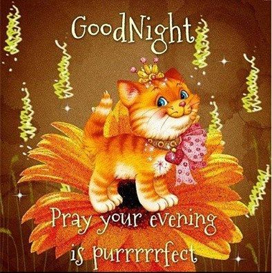 Good Night. Pray your evening is purrfect