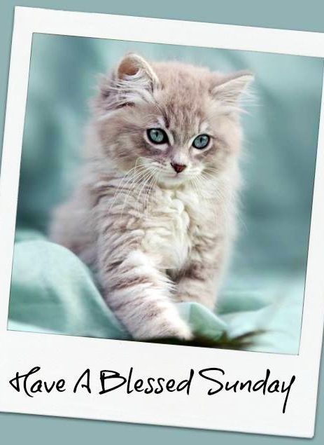Have a Blessed Sunday -- Beautiful Kitten