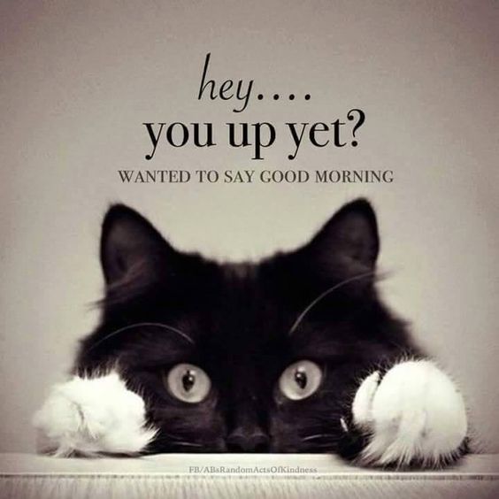 Hey... You up Yet? Wanted To Say Good Morning -- Cat