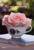 Good morning :) -- Rose in a Cup