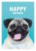 Happy Birthday -- Dog