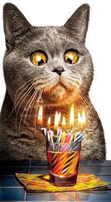 Happy Birthday -- Funny Cat