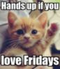 Hands up if you love Fridays -- Cute Kitten