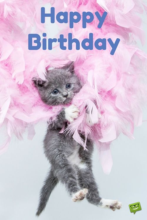 Happy Birthday -- Cute Kitten