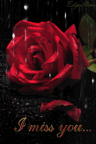 I Miss You... -- Red Rose in the Rain