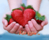 Happy Valentine's Day -- For You Strawberry Heart