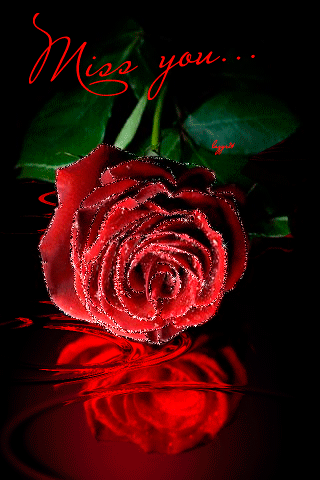 Miss you... -- Red Rose