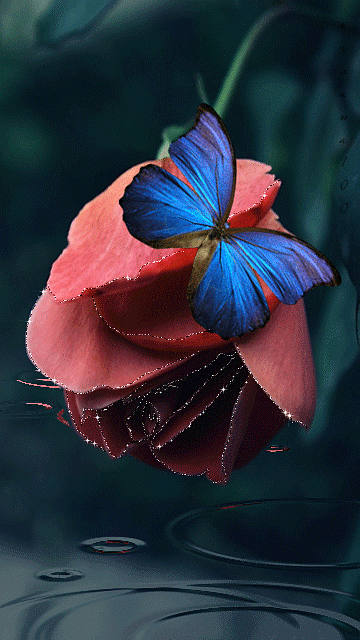 Rose and Butterfly