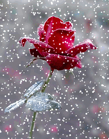 Red Rose in the Snow