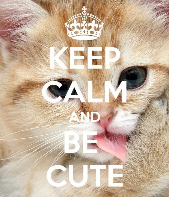 Keep Calm And Be Cute -- Kitten