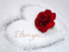 I Love You... -- Red Rose on the Snow Heart