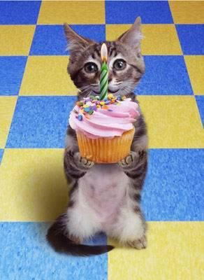 Happy Birthday -- Cat with Cake