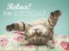 Relax! It's your Birthday! -- Cute Kitten