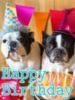 Happy Birthday -- Puppies