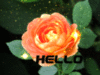 Hello -- Flower
