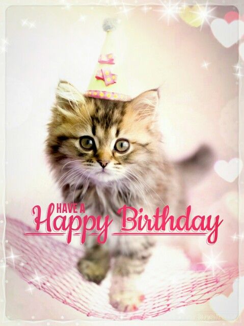 Have A Happy Birthday -- Cute Kitten