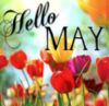 Hello May -- Tulips