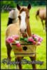 Happy Birthday -- Horse with Flowers