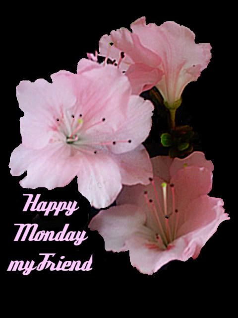 Happy Monday My Friend -- Flowers