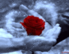 Love -- Red rose in the hands