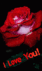 I Love You! -- Red Rose