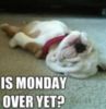 Is Monday over yet funny quotes puppy